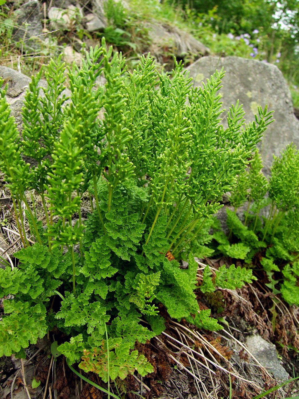 Image of Cryptogramma acrostichoides specimen.