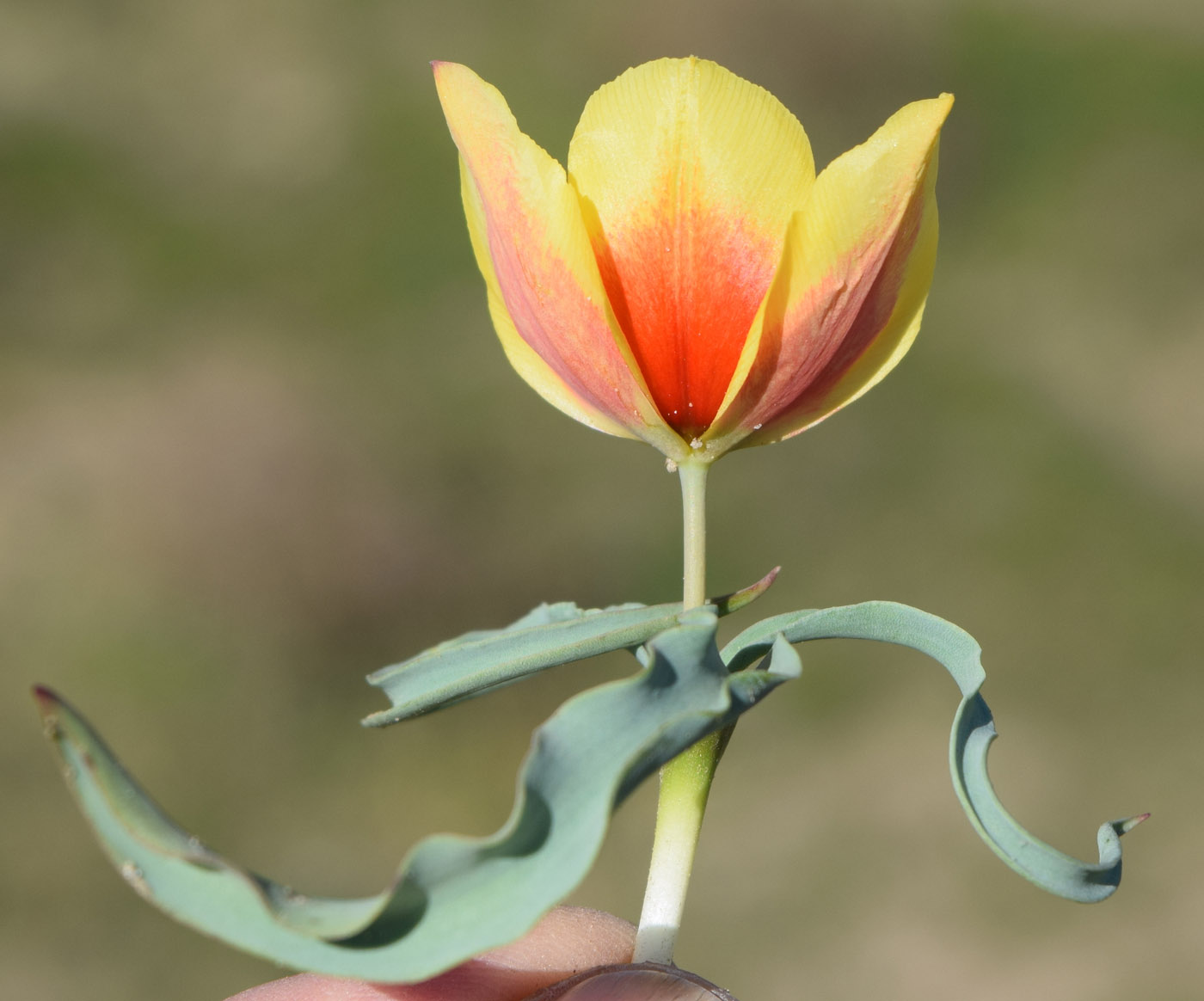 Image of Tulipa korolkowii specimen.