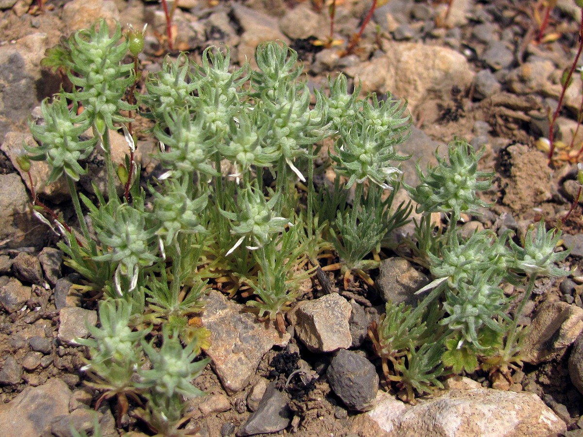 Image of Ceratocephala incurva specimen.