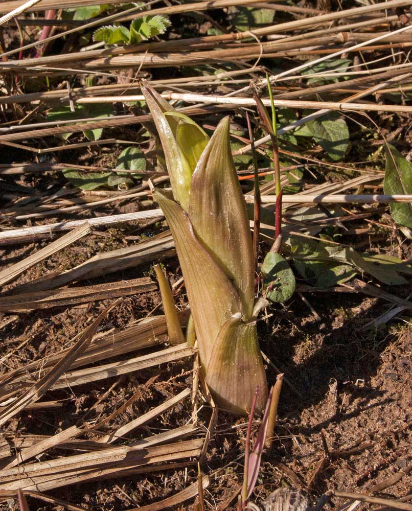 Image of Petasites spurius specimen.