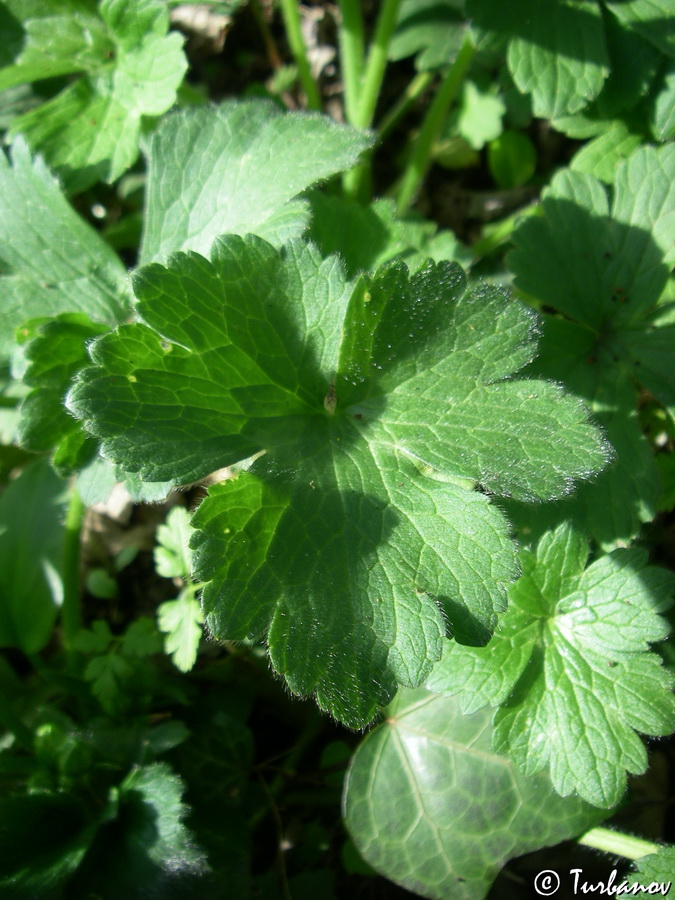 Image of Ranunculus constantinopolitanus specimen.