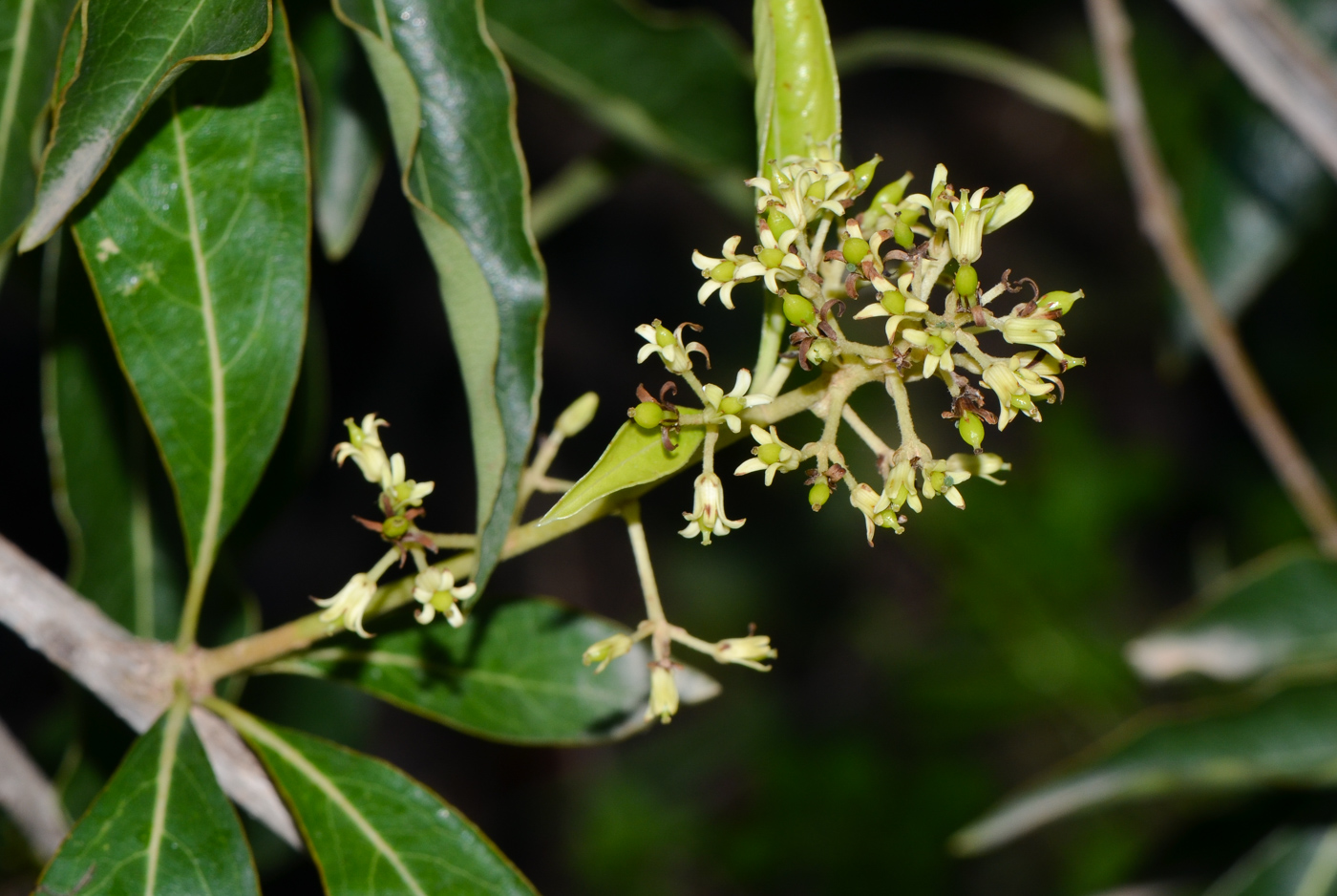 Image of Bontia daphnoides specimen.