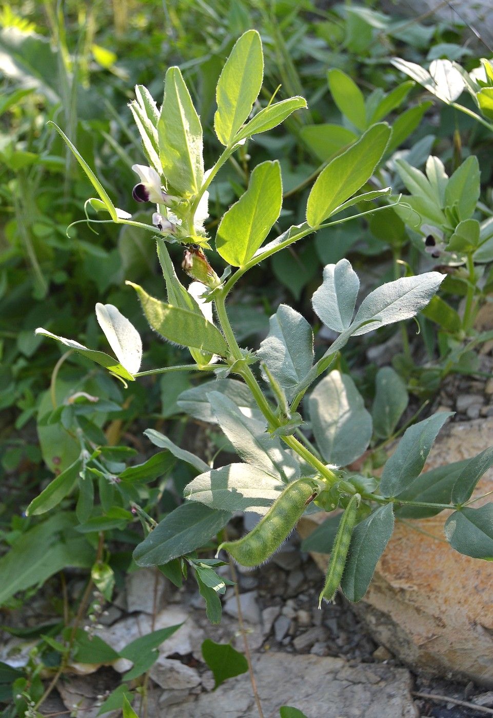 Изображение особи Vicia narbonensis.