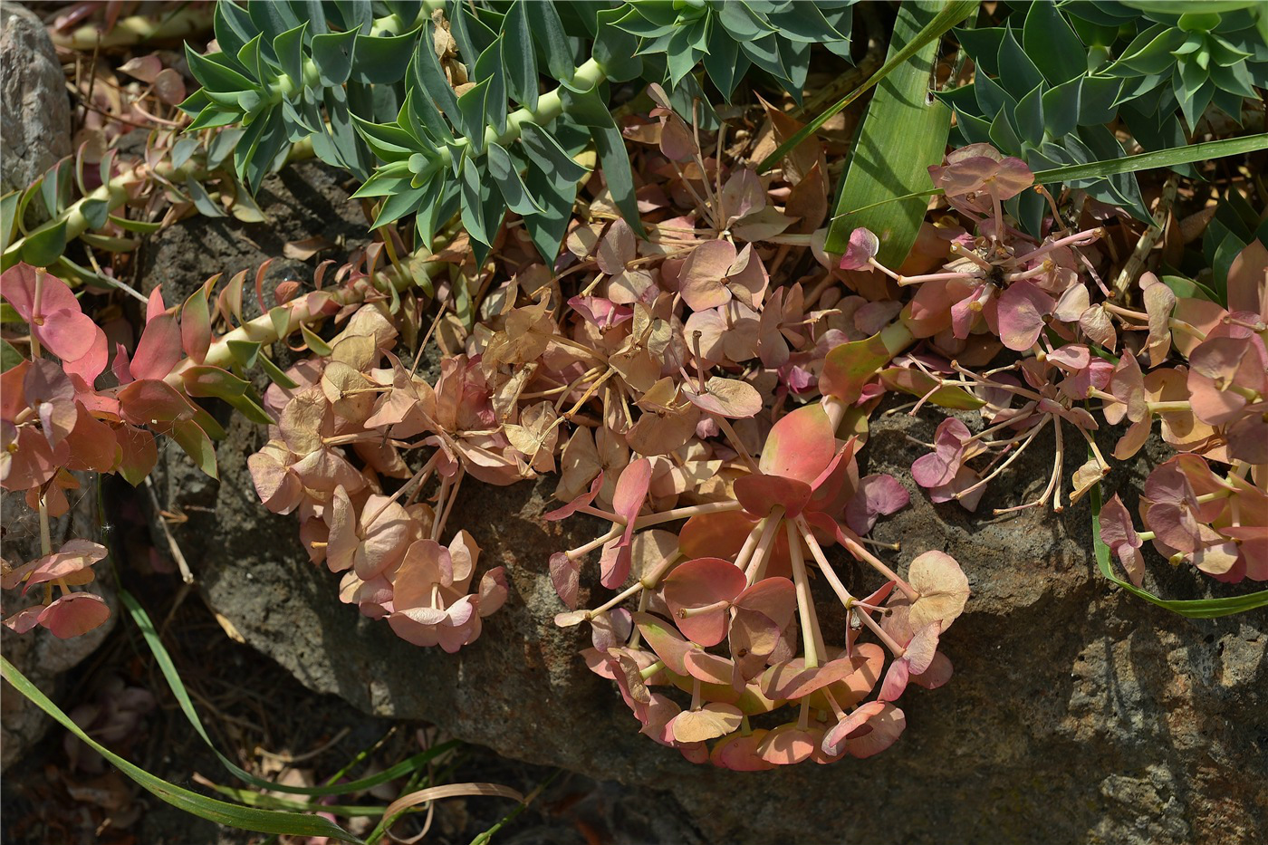 Image of Euphorbia myrsinites specimen.