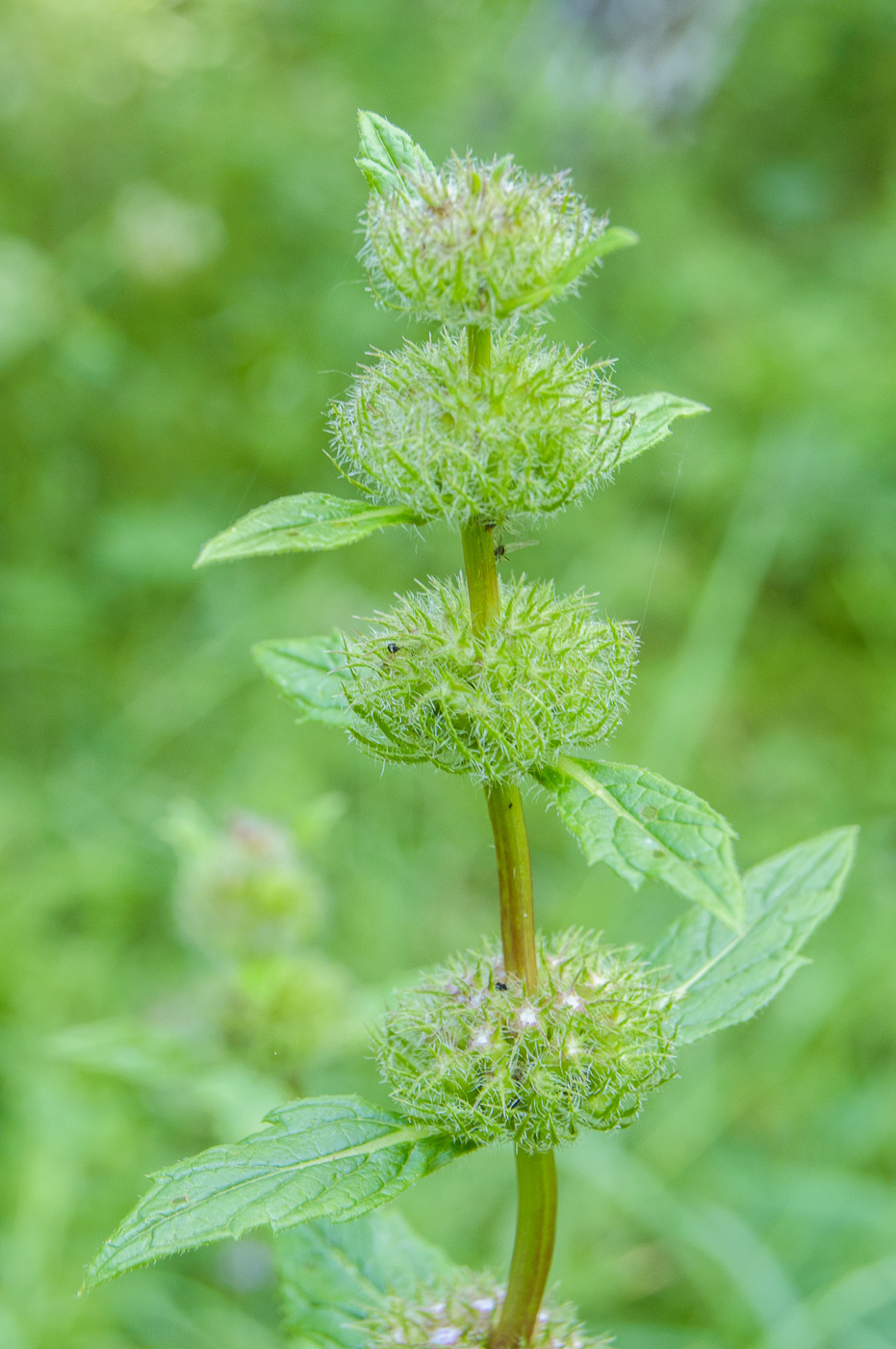 Image of Phlomoides tuberosa specimen.