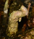 genus Rhizophora. Пневматофор. Таиланд, о-в Пхукет, ботанический сад, маленький искусственный водоём. 16.01.2017.