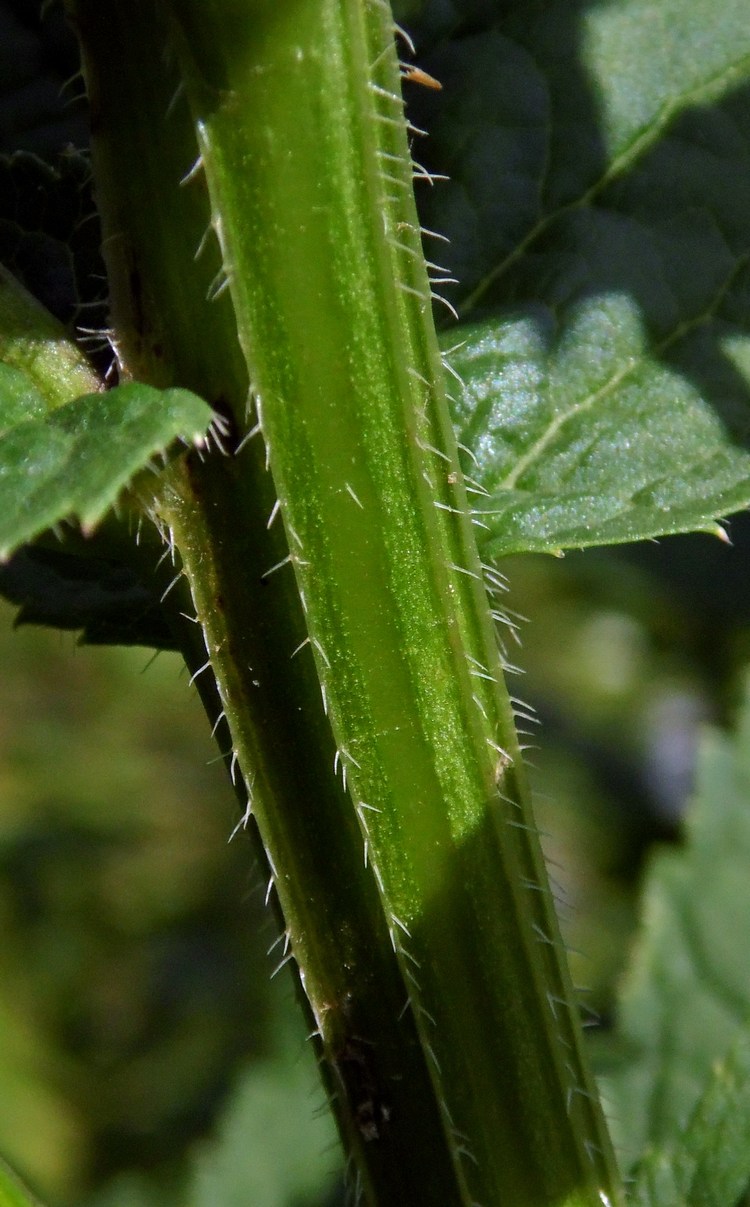 Image of Gadellia lactiflora specimen.