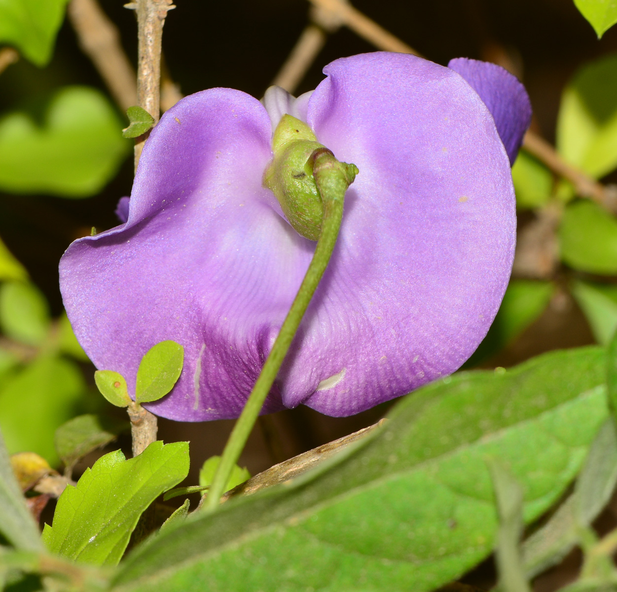 Изображение особи Vigna speciosa.