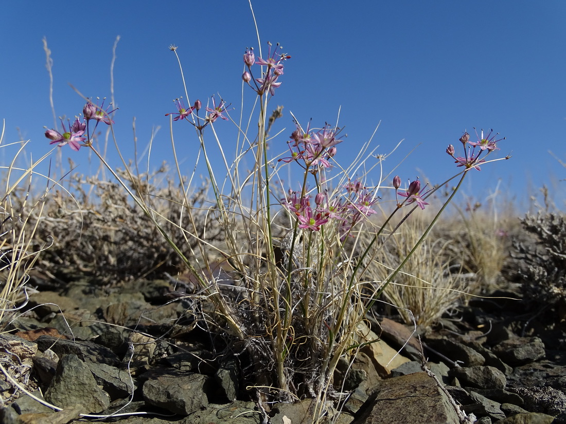 Image of Allium subtilissimum specimen.