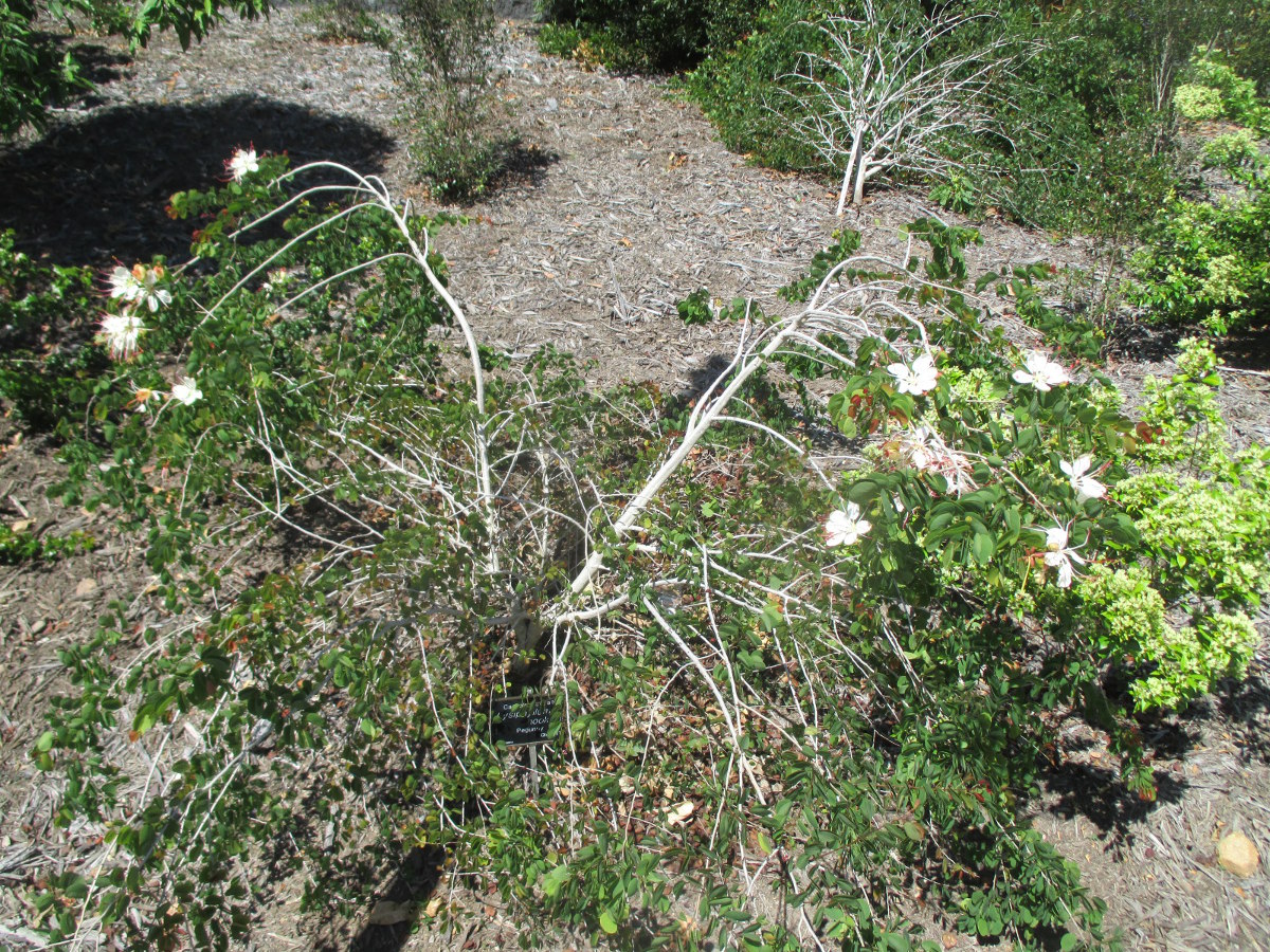 Image of Lysiphyllum hookeri specimen.