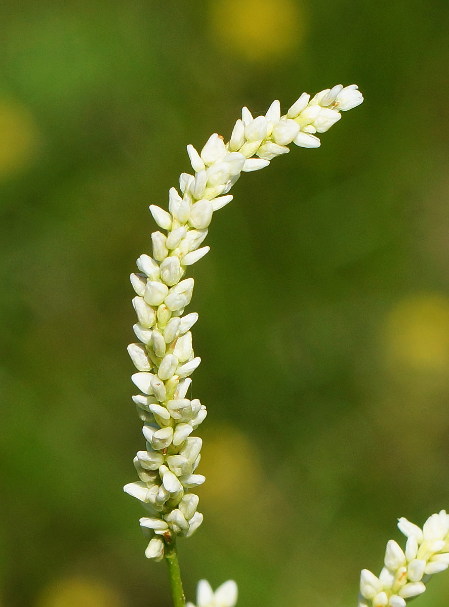 Image of Persicaria lapathifolia specimen.