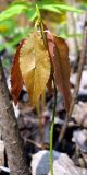 Euonymus verrucosus. Молодой побег с листьями. Чувашия, окрестности г. Шумерля, Подвенец, Чёрный лес. 21 апреля 2008 г.