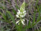 Polygala comosa. Соцветие. Днепропетровская обл., балка в верховьях р. Самоткани. 07.05.2010.