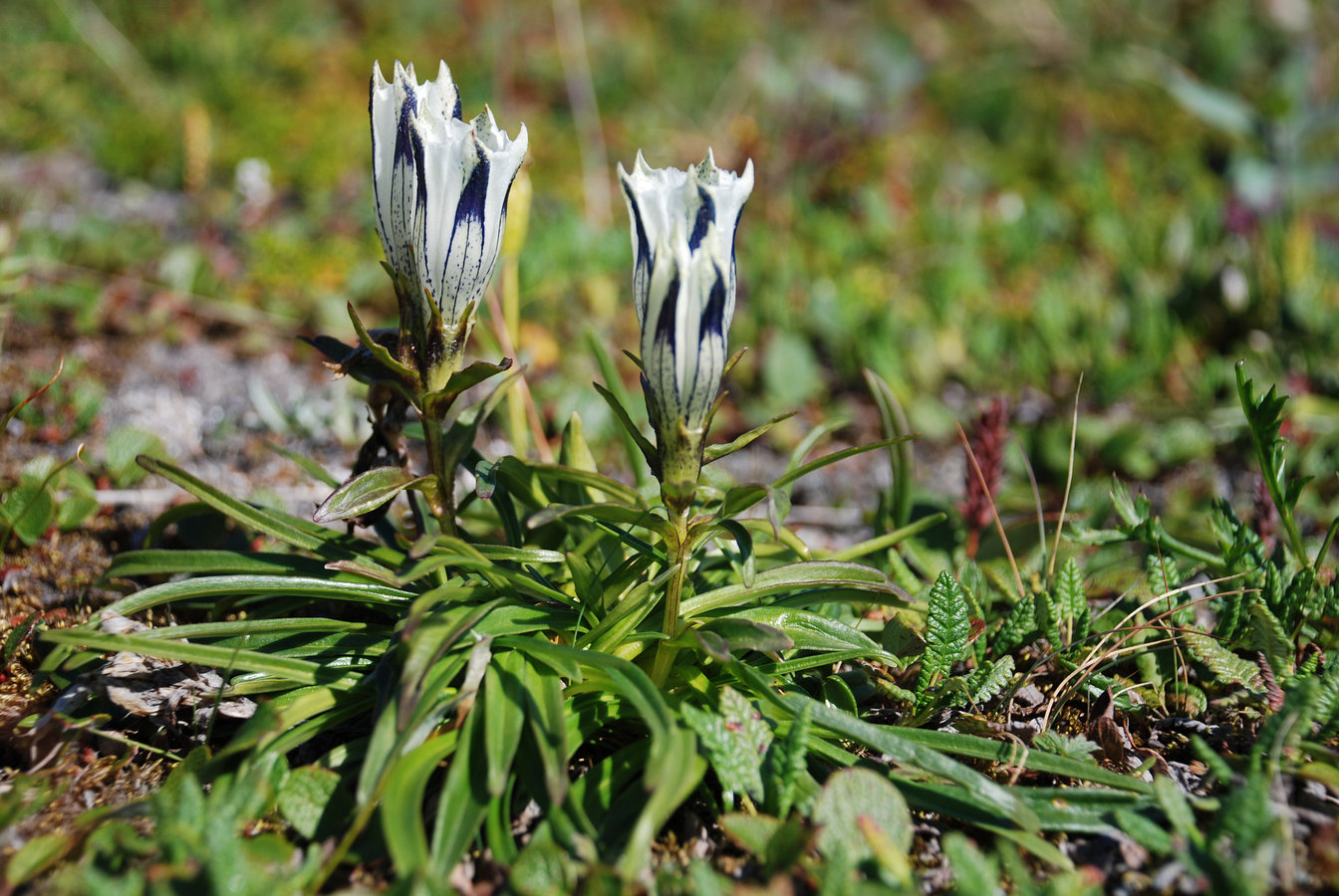 Image of Gentiana algida specimen.