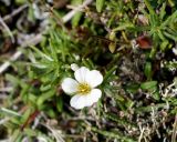 Minuartia arctica