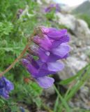 Vicia sosnowskyi