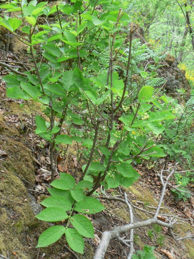 Изображение особи Euonymus macropterus.