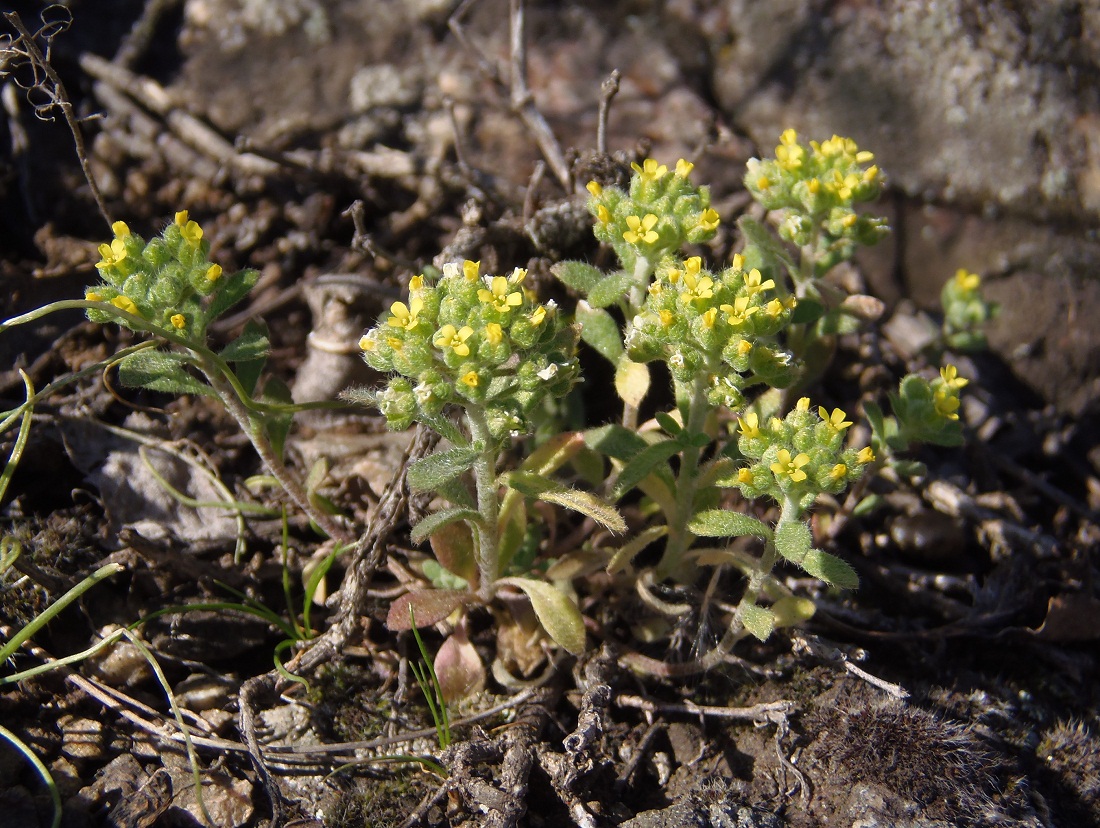 Изображение особи Alyssum minutum.