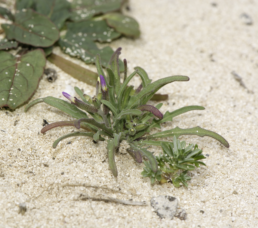 Image of Matthiola fruticulosa var. bolleana specimen.