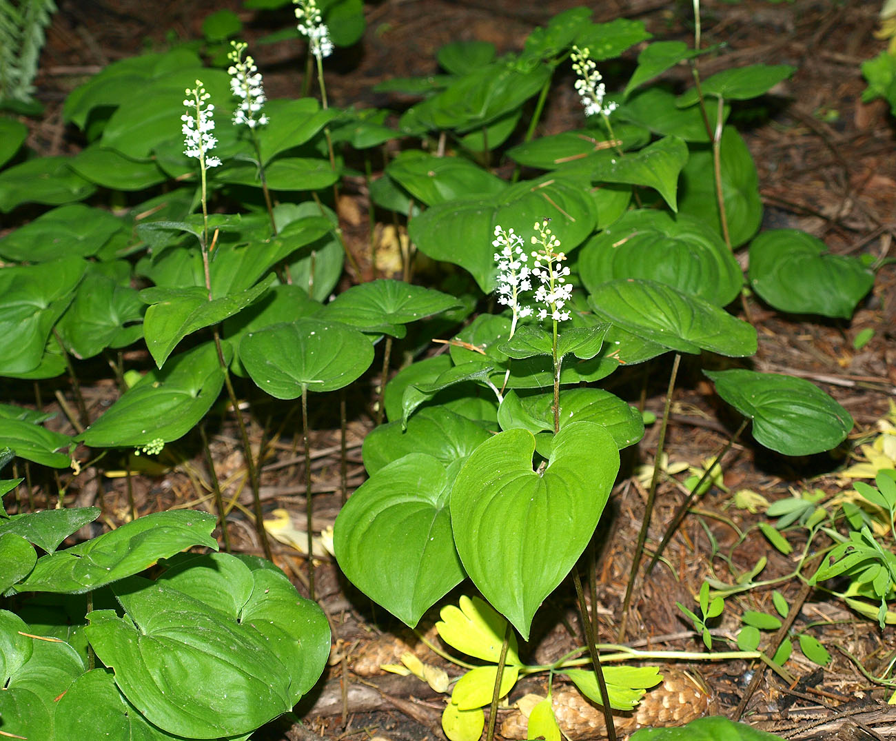 Изображение особи Maianthemum dilatatum.