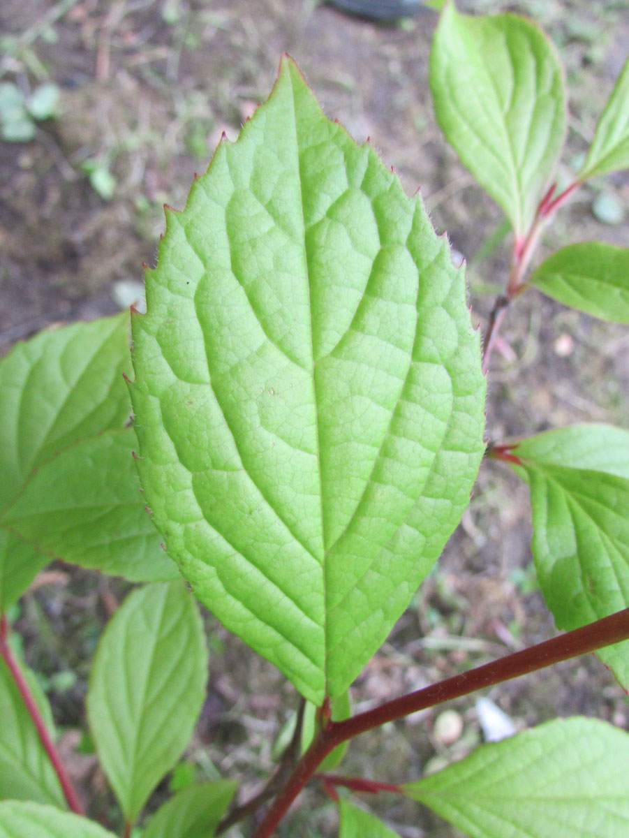 Изображение особи Stewartia ovata.