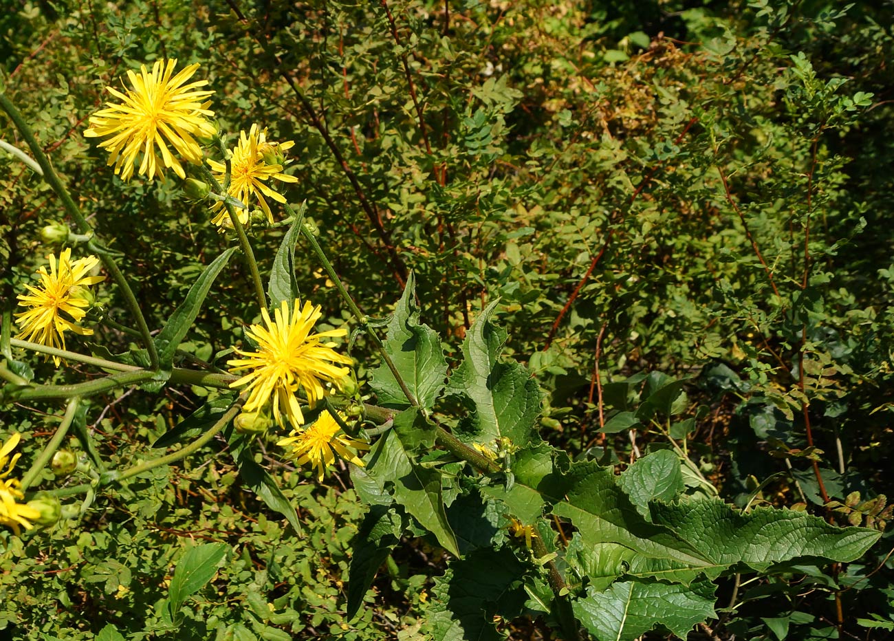 Image of Crepis sibirica specimen.