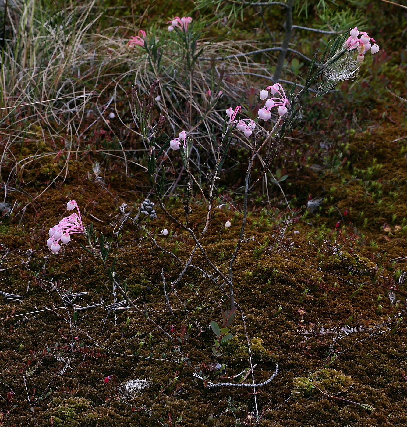 Image of Andromeda polifolia specimen.