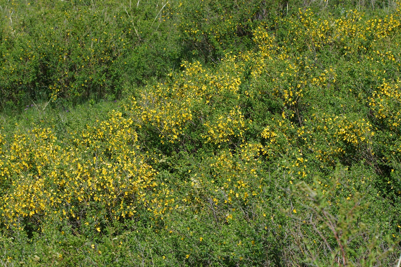 Image of Caragana frutex specimen.