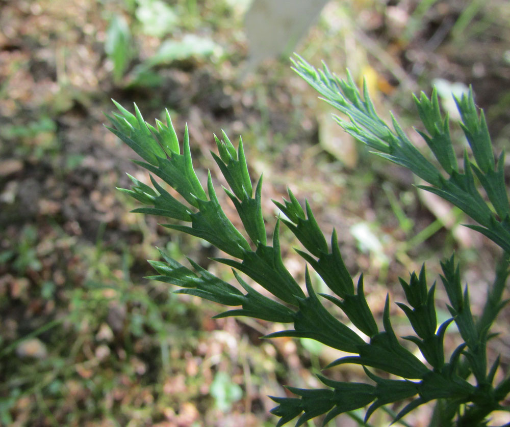 Image of Calocedrus decurrens specimen.