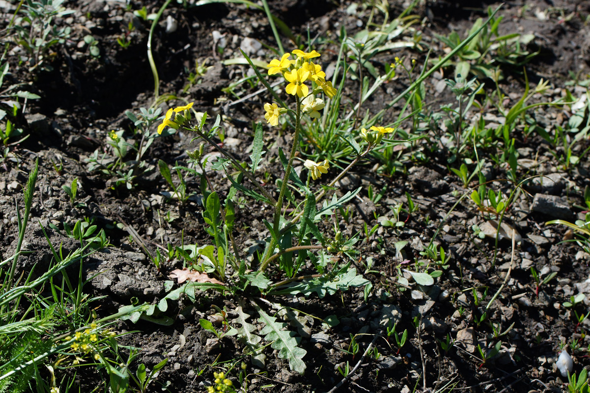 Image of Chorispora sibirica specimen.