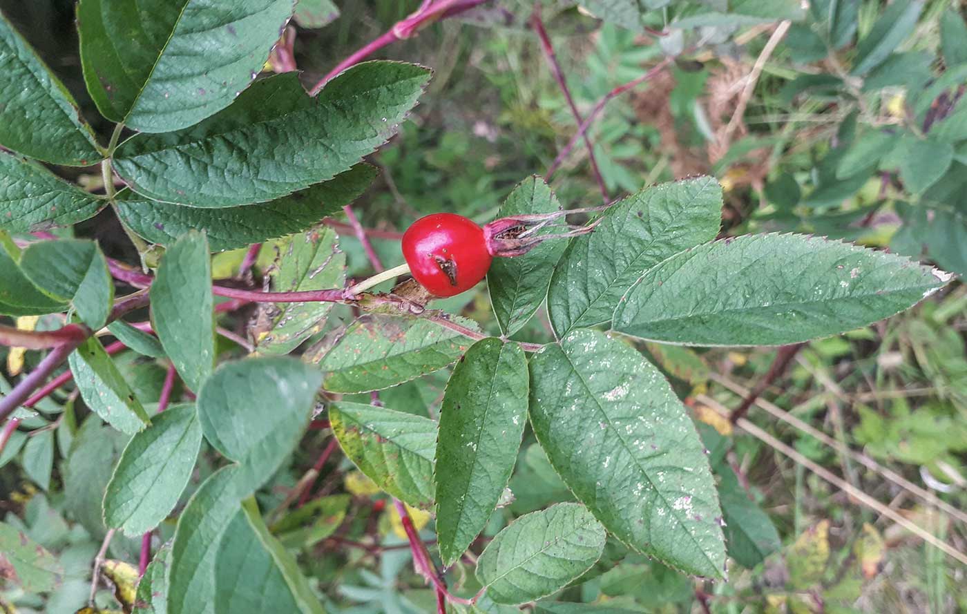 Изображение особи Rosa cinnamomea.