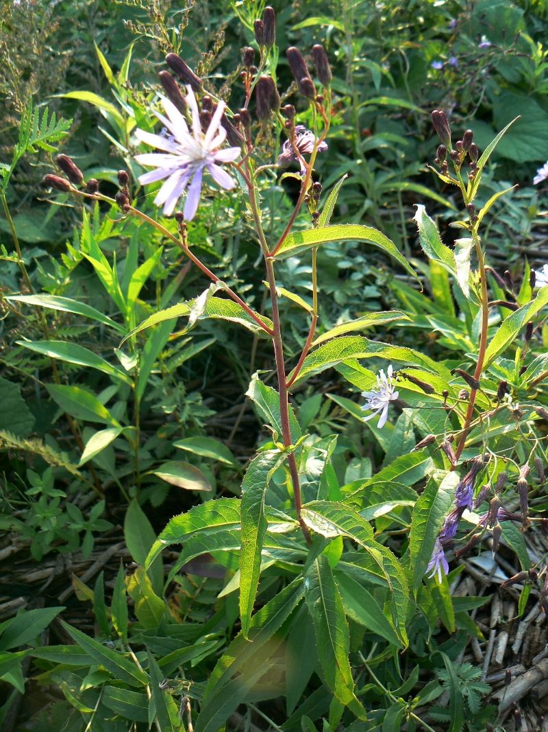 Image of Lactuca sibirica specimen.