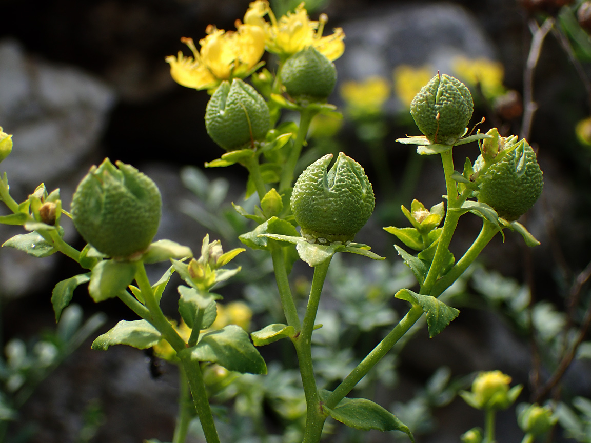 Изображение особи Ruta chalepensis.