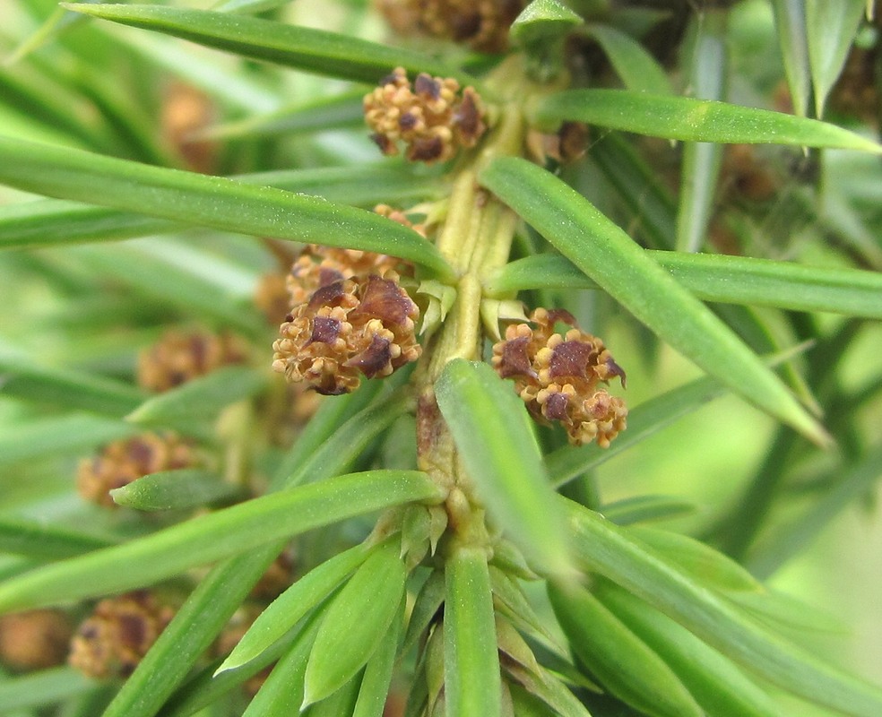 Image of Juniperus oblonga specimen.