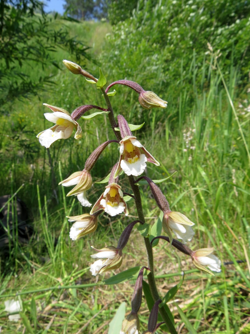 Image of Epipactis palustris specimen.