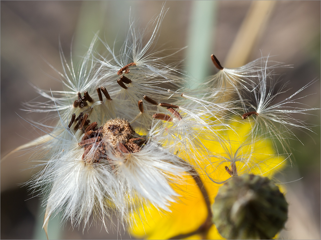 Image of Sonchus humilis specimen.