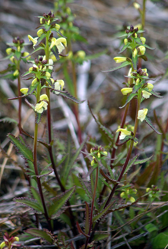 Изображение особи Pedicularis lapponica.