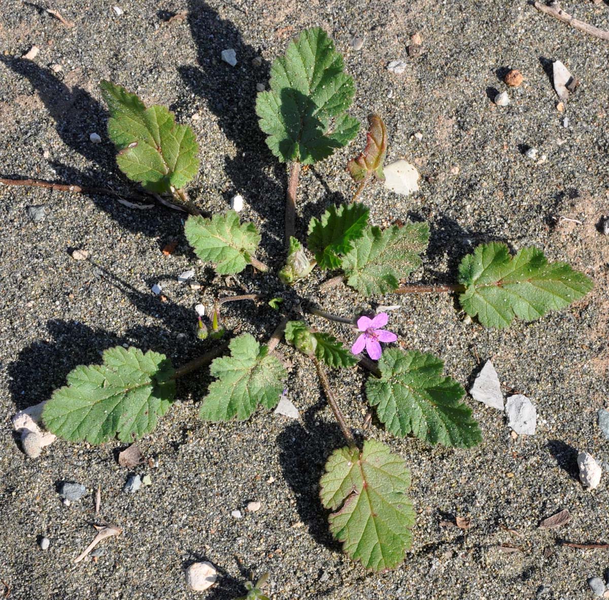 Изображение особи Erodium botrys.