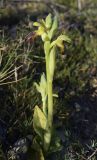 Ophrys fusca. Цветущее растение. Испания, автономное сообщество Каталония, провинция Жирона, комарка Баш Эмпорда, муниципалитет Тороэлья-де-Монгри, окр. н.п. Улья, гаррига, близ тропы для прогона скота. 28.02.2019.