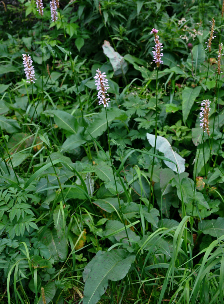 Изображение особи Bistorta officinalis.