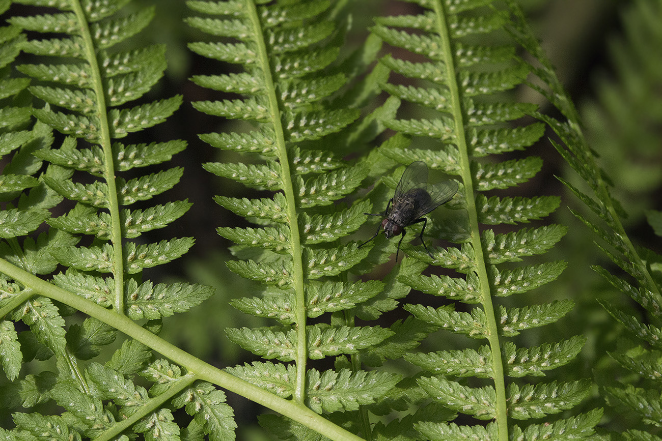 Image of Athyrium filix-femina specimen.