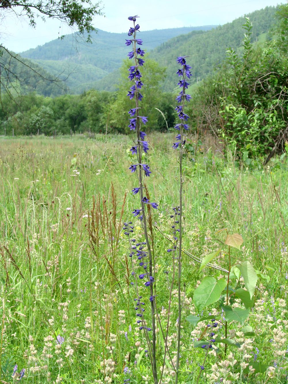 Изображение особи Delphinium korshinskyanum.