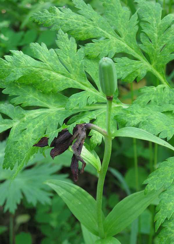 Image of Fritillaria camschatcensis specimen.