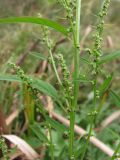 Lipandra polysperma