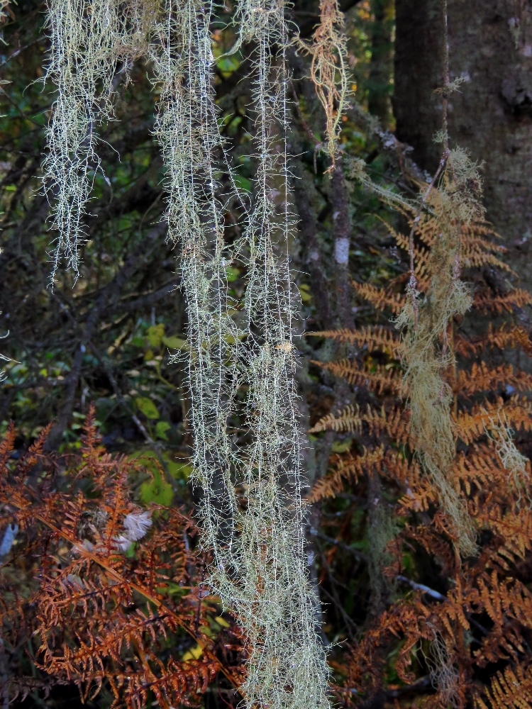 Image of Usnea longissima specimen.