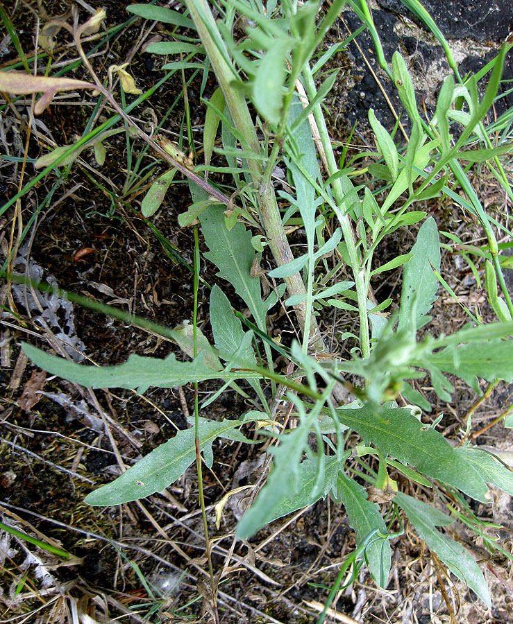 Image of Centaurea borysthenica specimen.