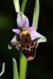 Ophrys oestrifera. Цветок. Краснодарский край, г/о Новороссийск, щель Рарагащева С оз. Сукко (Кипарисовое озеро), пойменный лес. 14 мая 2019 г.