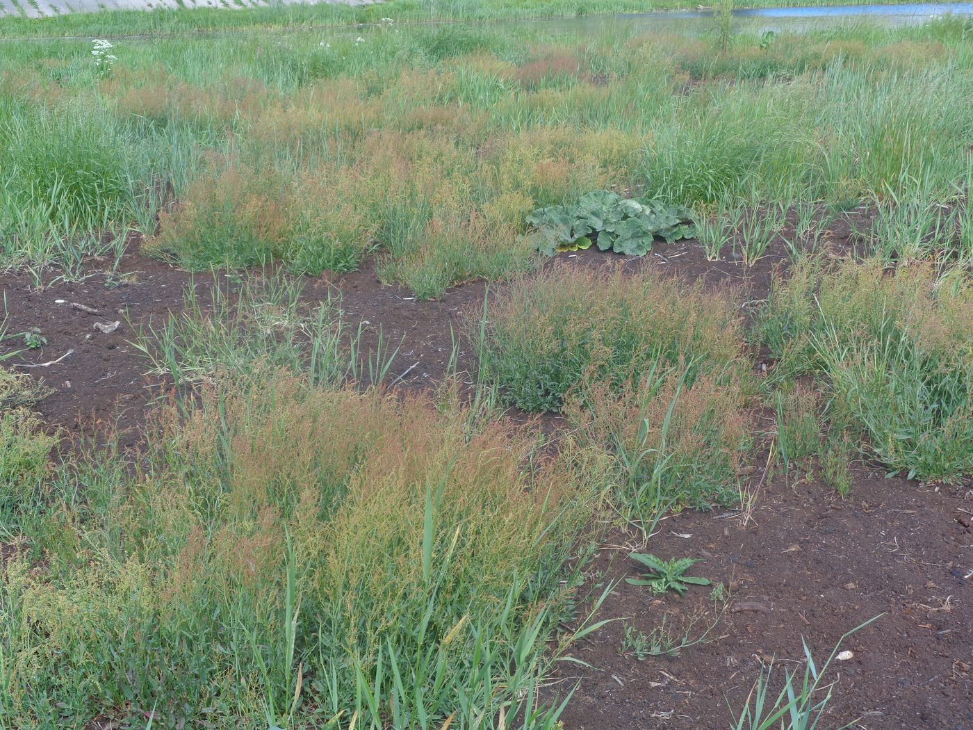 Image of Rumex acetosella specimen.