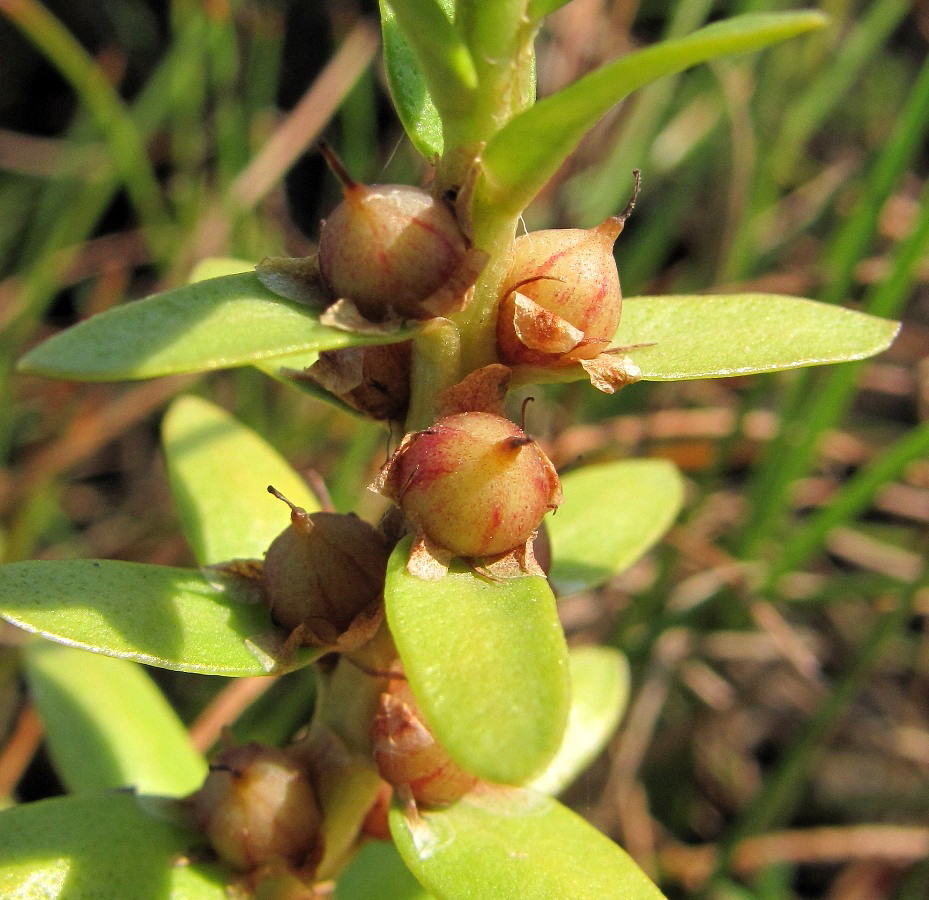 Image of Glaux maritima specimen.