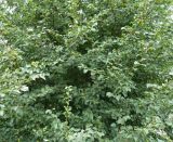 Смотреть изображение Pyrus pyraster
